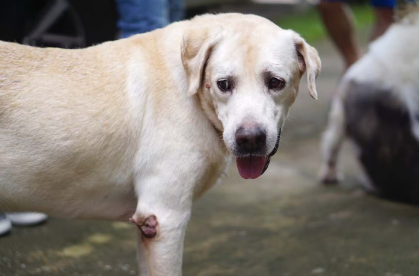 얼굴과 앞다리에 사마귀가 있는 강아지