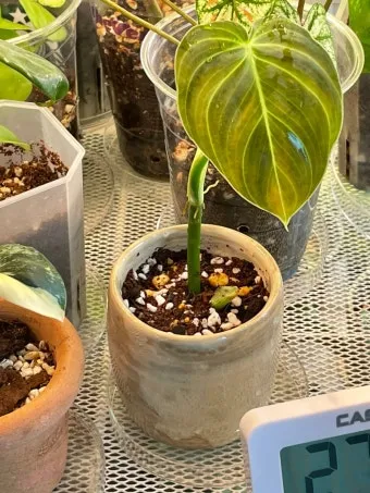 유약분 화분 장단점 통풍관리 물주기주의 실내적합성 체크_12