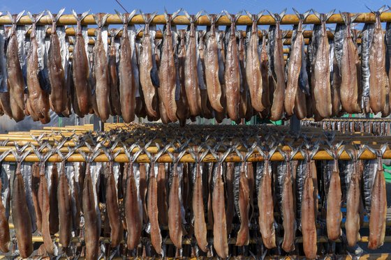 과메기 맛있게 먹는법