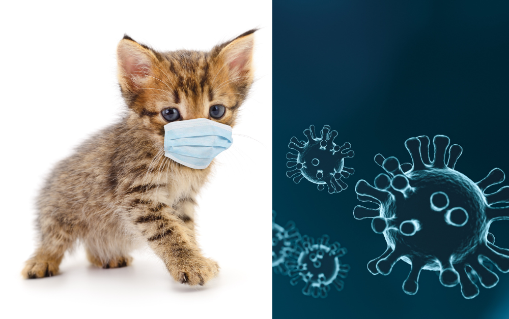 고양이 질병관련 사진