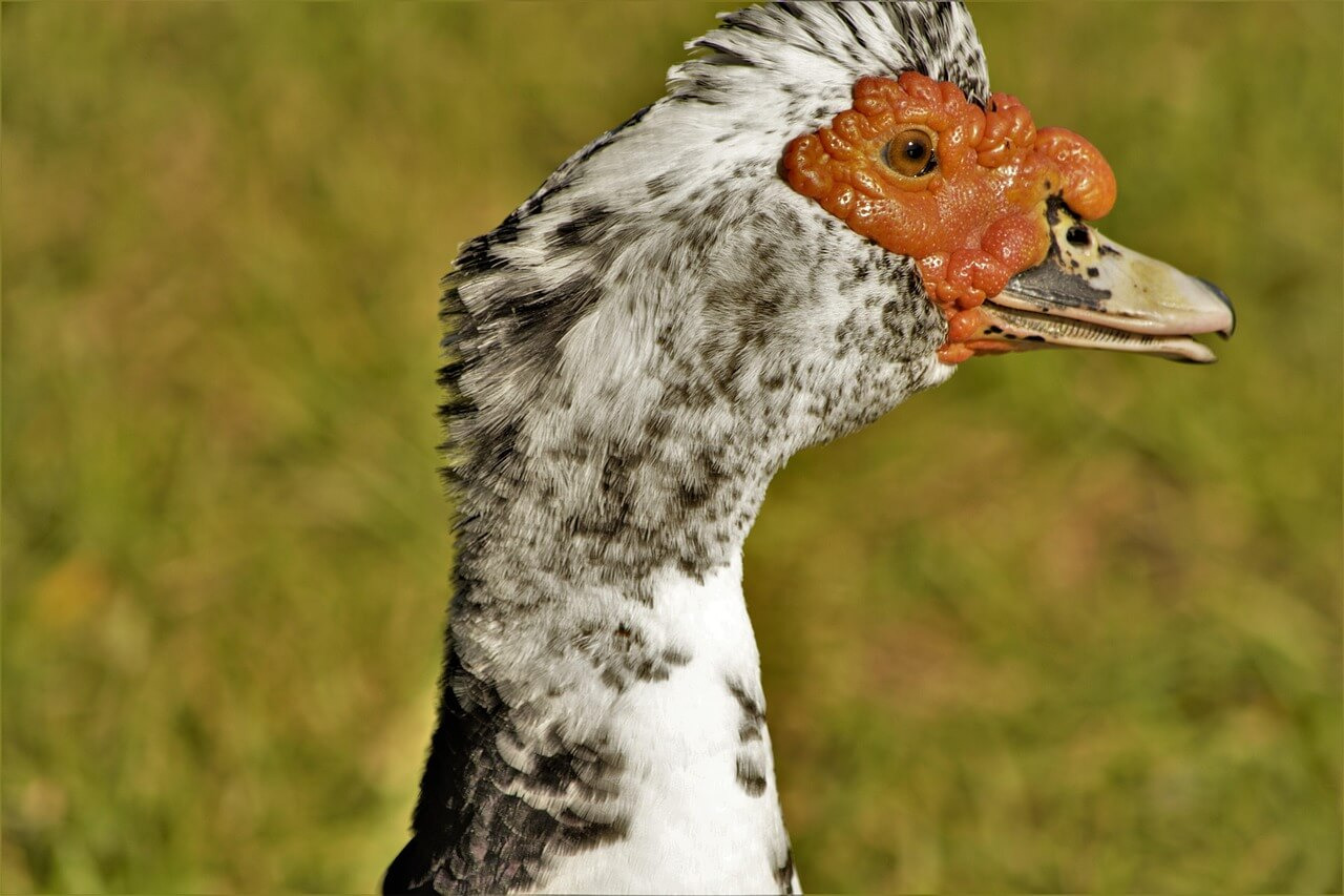 안검경련, 눈꺼풀의 지속적인 경련이 일어나는 특이질병