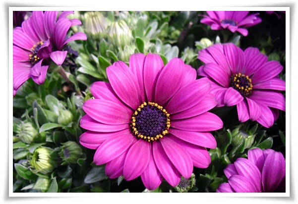 &quot;마가렛&quot; 상큼함으로 일상을 물들이는 꽃, 키우기부터 활용까지 완벽 가이드!