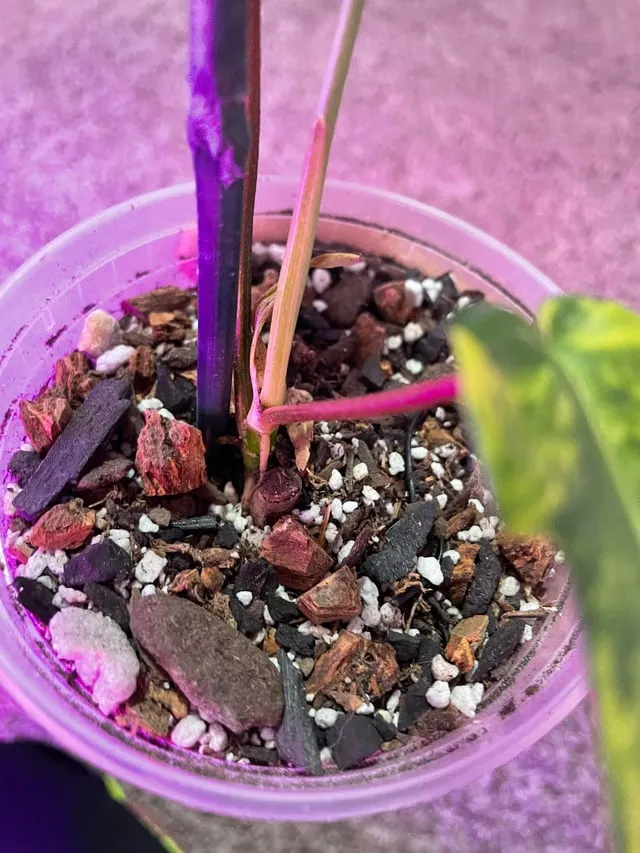 펄라이트 흙 배합 통기성향상 과습방지 실내식물 건강 업그레이드_7