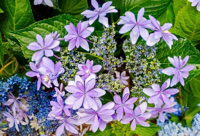 만화방초식물원