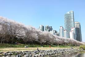 제 6회 양재천 벚꽃 축제 기본일정과 프로그램 소개