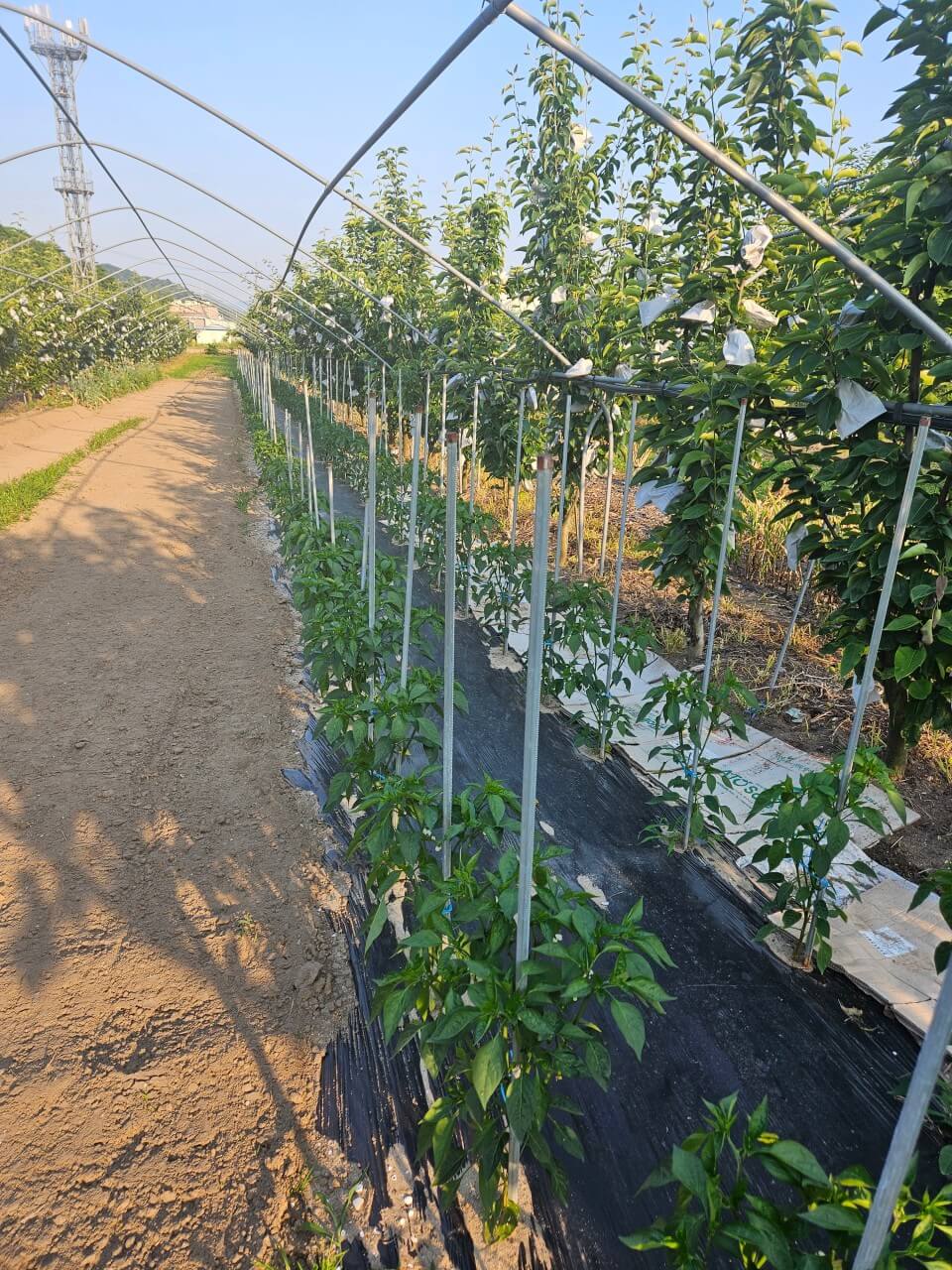 6시 내고향 경남 하동 맛집 재첩밥상 이화가든 (재첩국과 참게장 재첩회 무침 맛집)