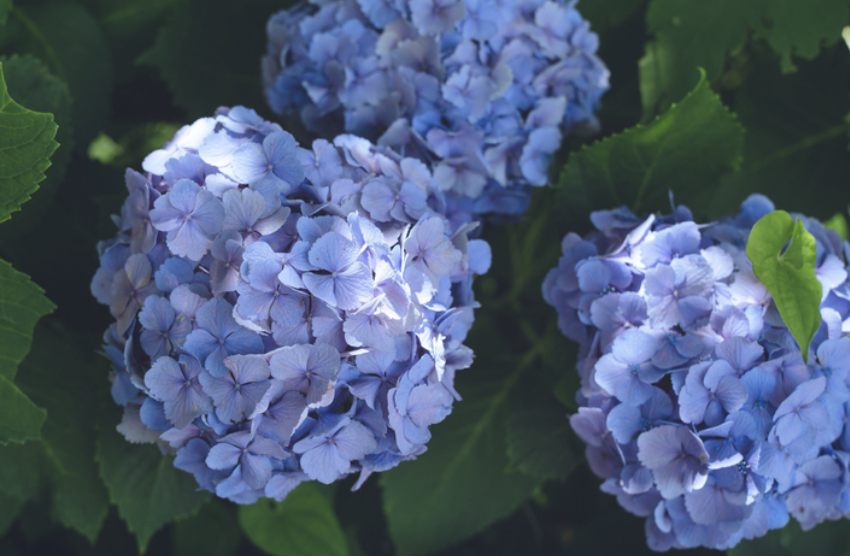 화담숲 수국축제