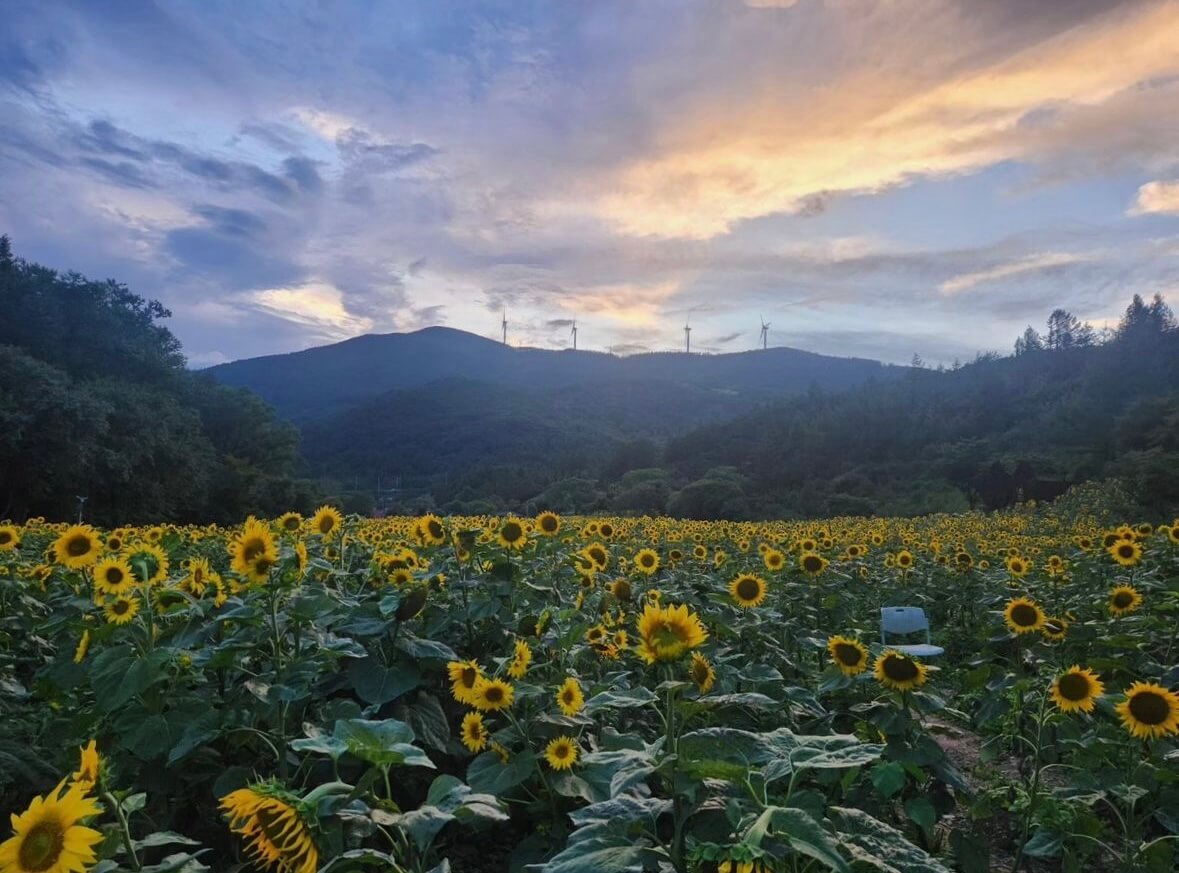 태백 해바라기축제
