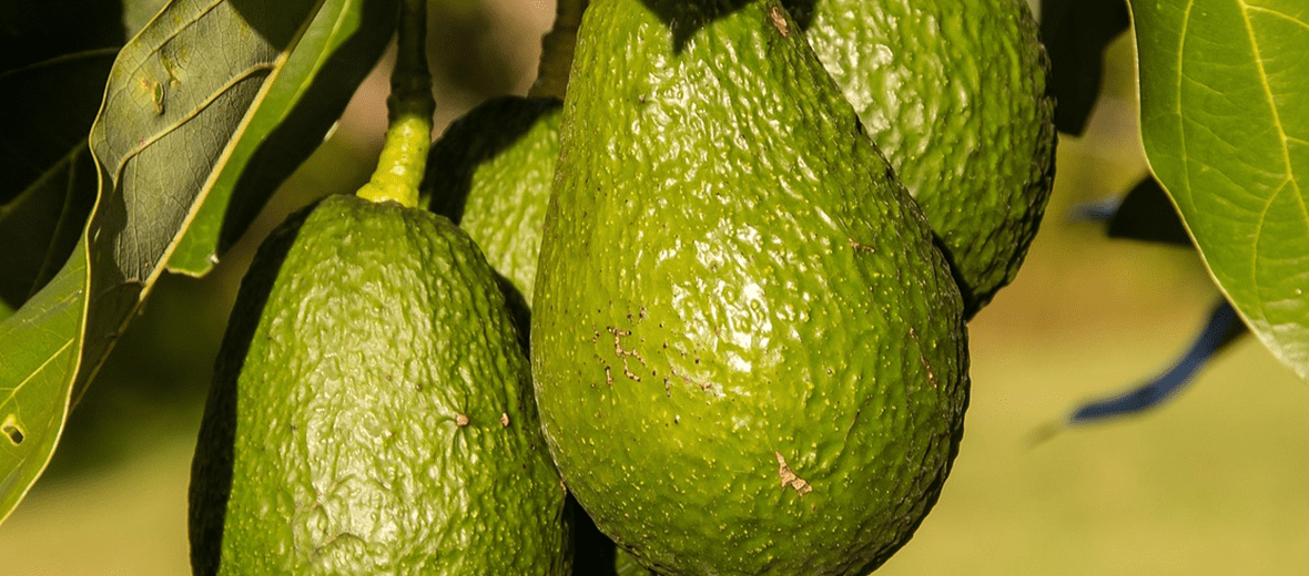 황달에 좋은 음식과 관련된 사진 - 6