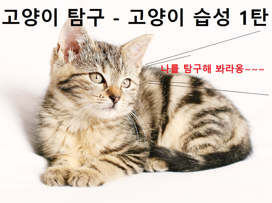 고양이가 손을 모으고 앉아 있는 사진