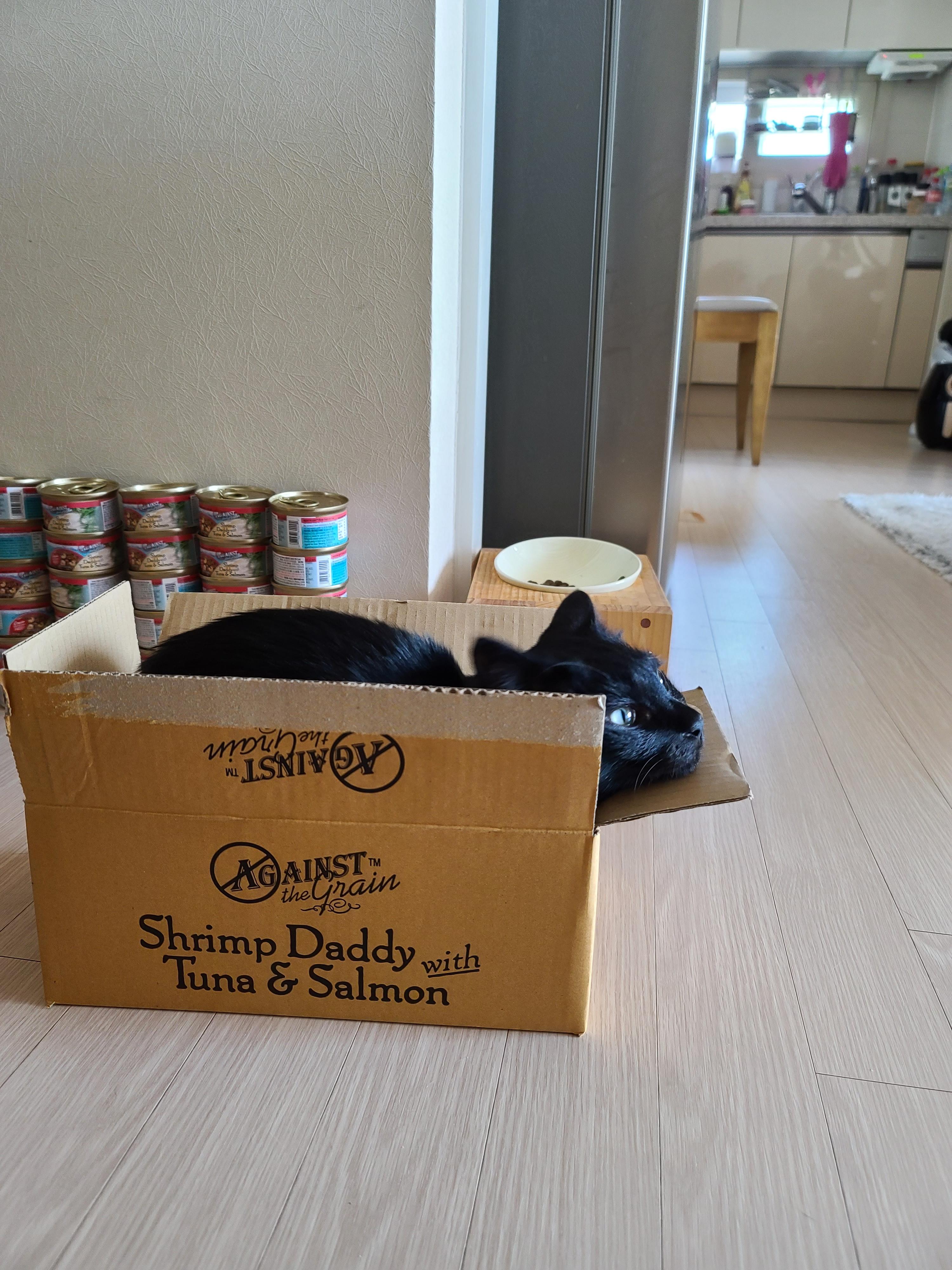 건이의 취미. 박스를 사랑하는 고양이.