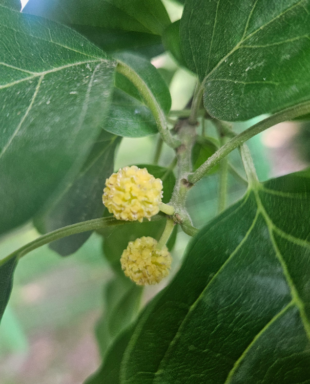 꾸지뽕나무 꽃2