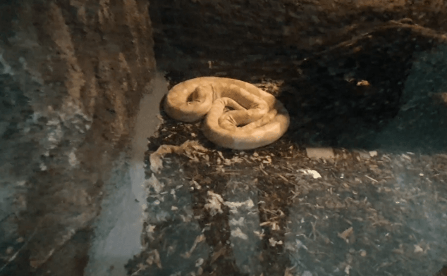 라벤더그물무늬비단뱀