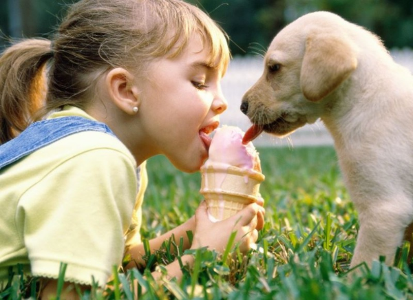 강아지 아이스크림 재료