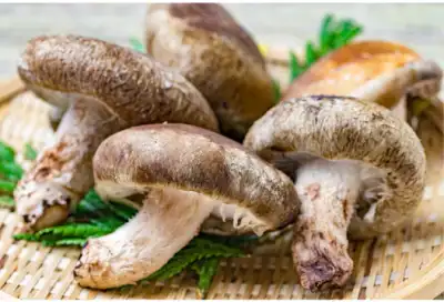 표고버섯 효능과 영양성분