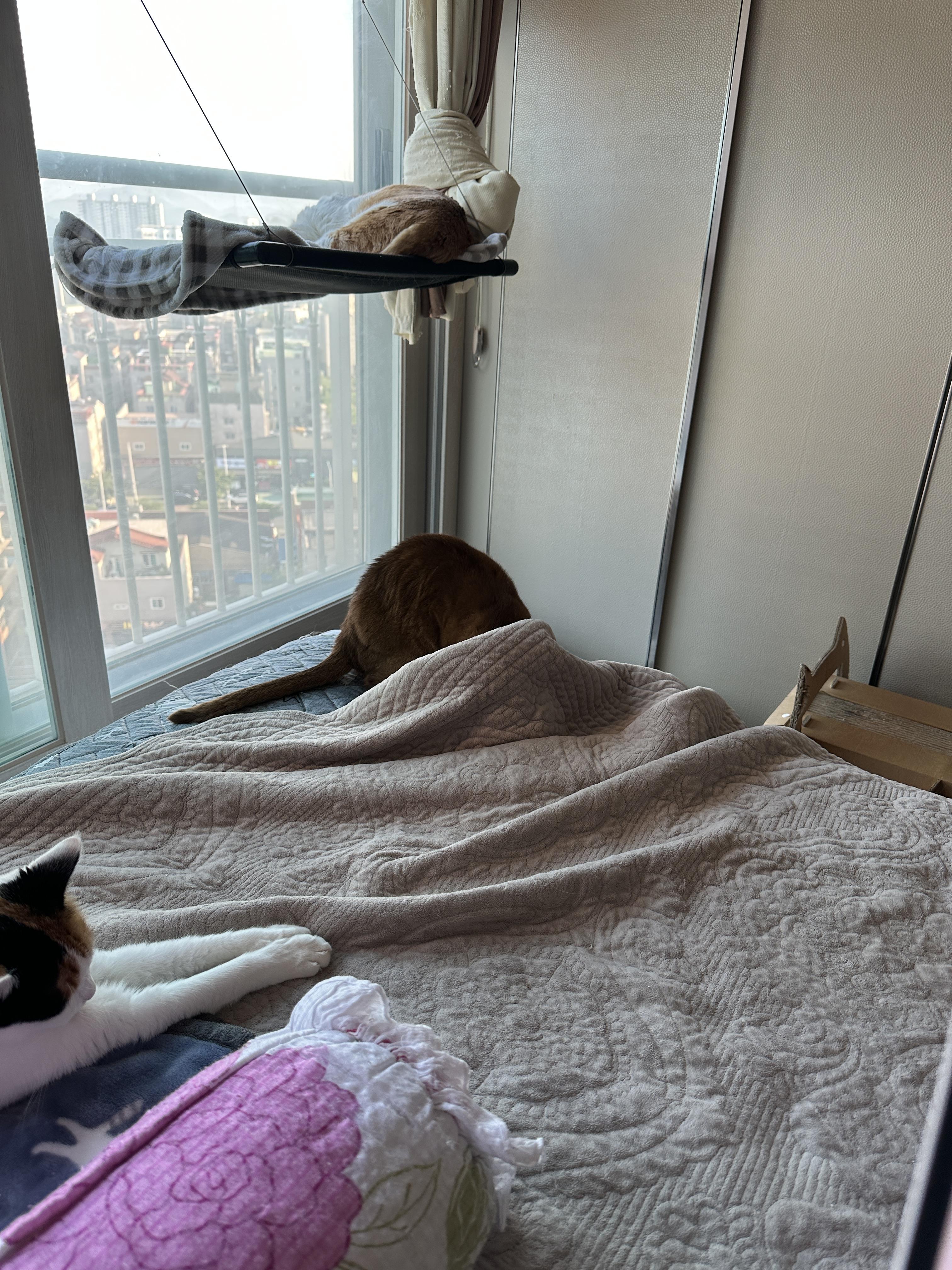 막둥이 창문 해먹에 올라가기 (feat. 아홉냥이네만의 룰과 침대 패드가 늘 어질러져 있는 이유)