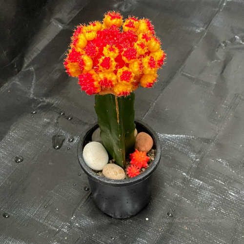 비모란 심는 깊이