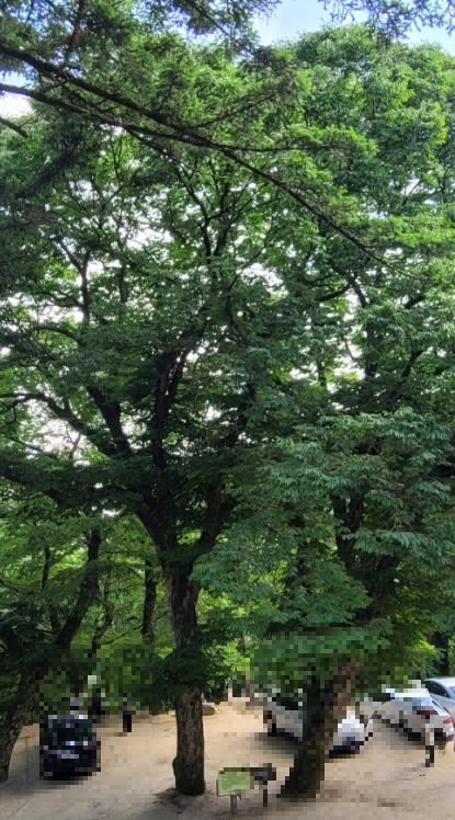 파계사 영조나무