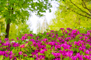 고양국제꽃박람회