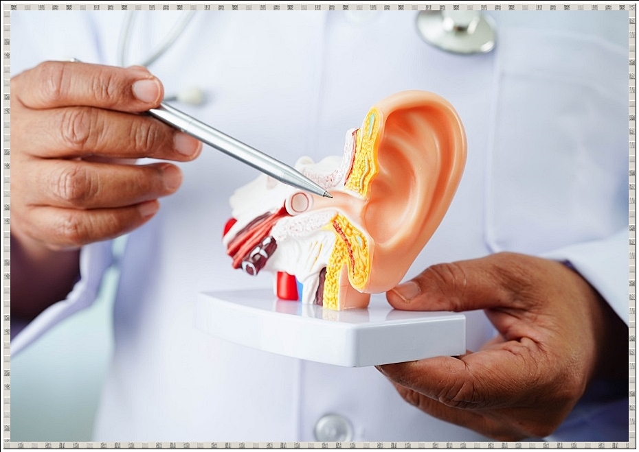 귀 모형을 들고 펜으로 어느 한 부위를 가리키는 모습