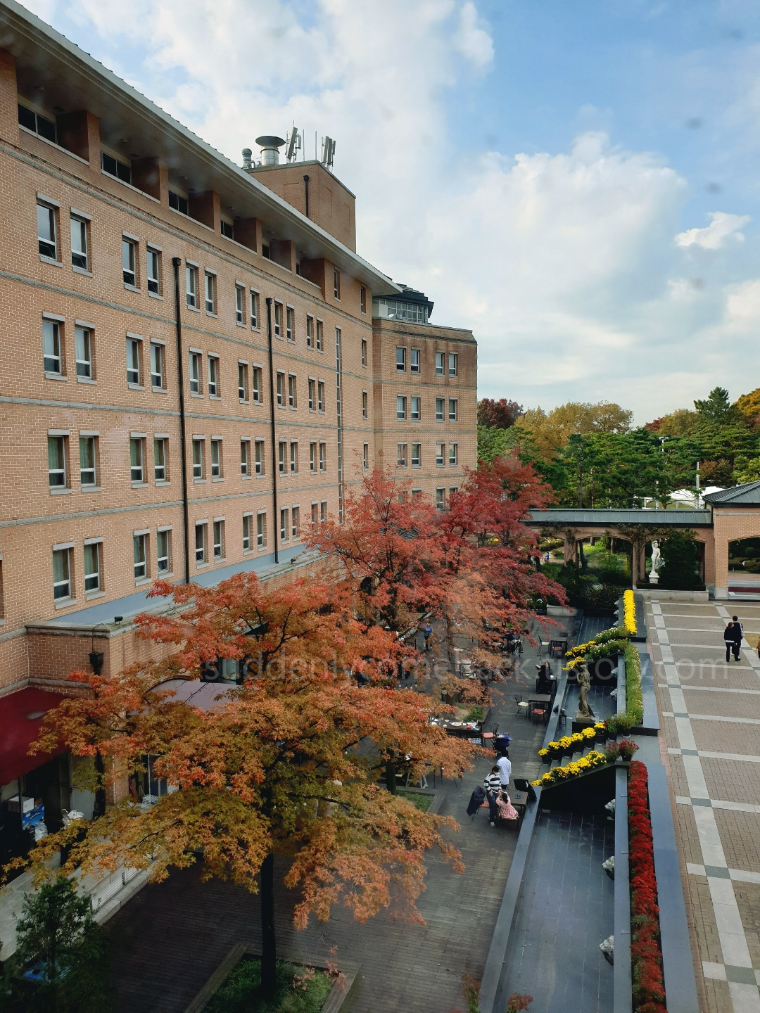 숙소에서 보이는 아트아리움-단풍나무 