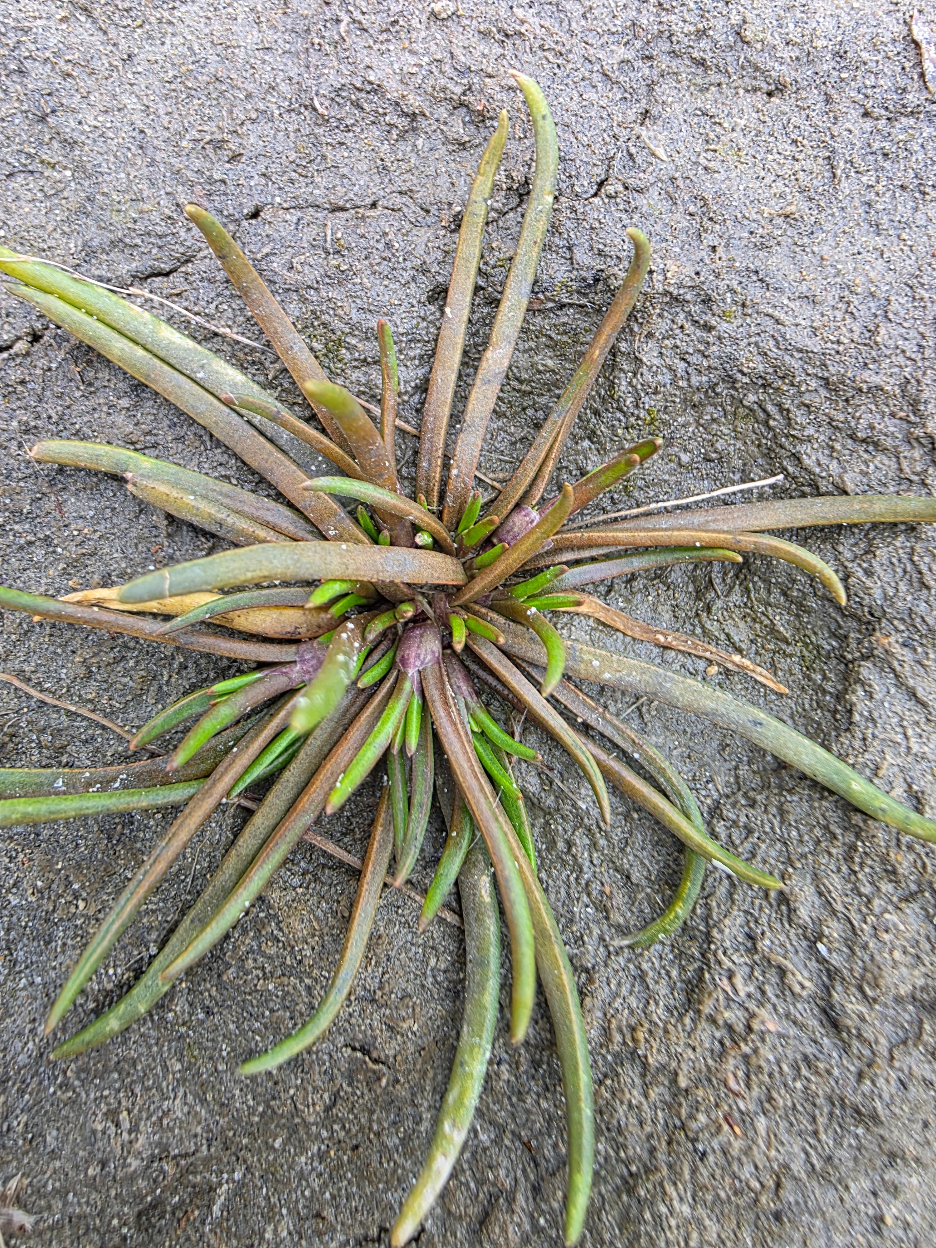 자연이 주는 선물 신안 갯벌 세발나물