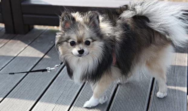 포메라니안/출처:어도비스톡