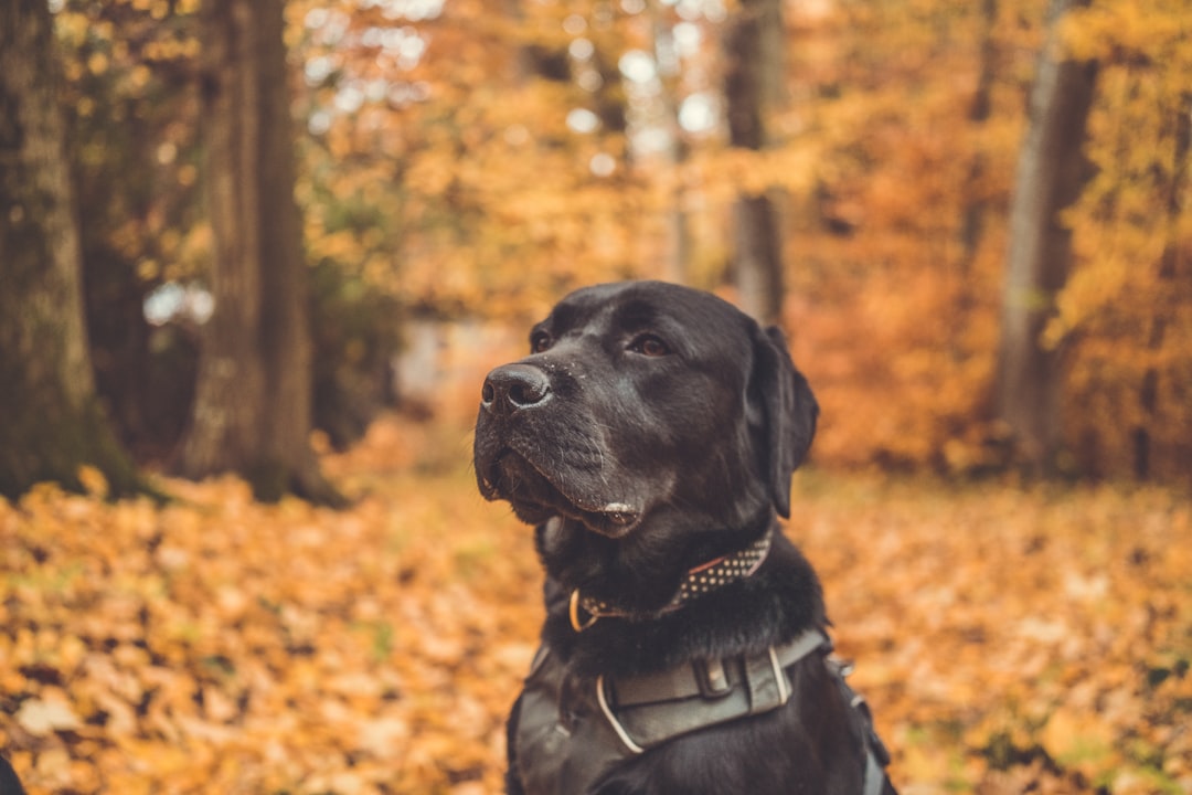 Black dog