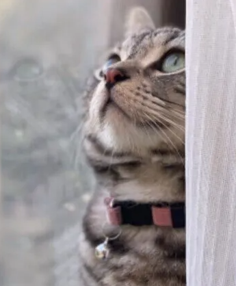 고양이가 쾌적하게 살 수 있는 실내 만드는 법