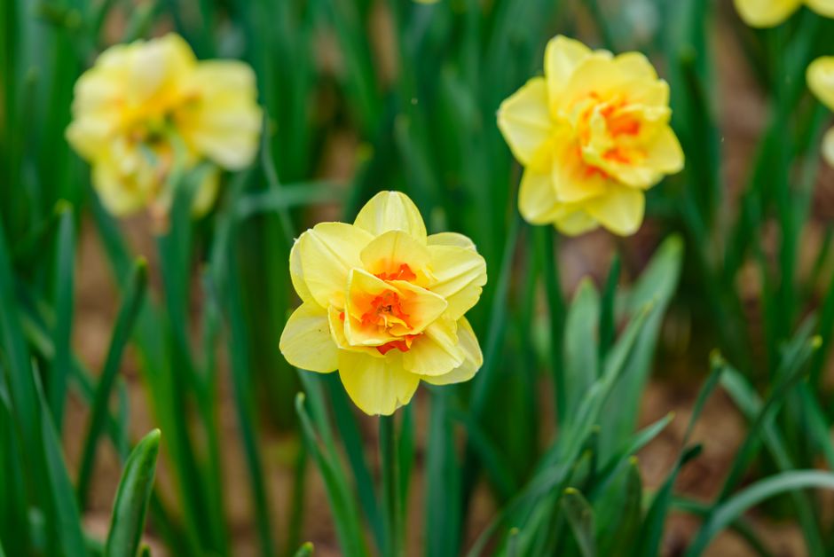 Bright yellow daffodils blooming in a dense green garden, signaling the arrival of spring.
