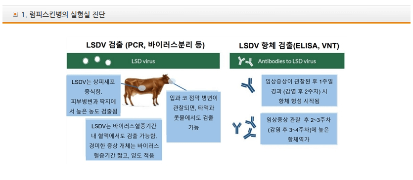 럼피스킨병-원인-진단-분석