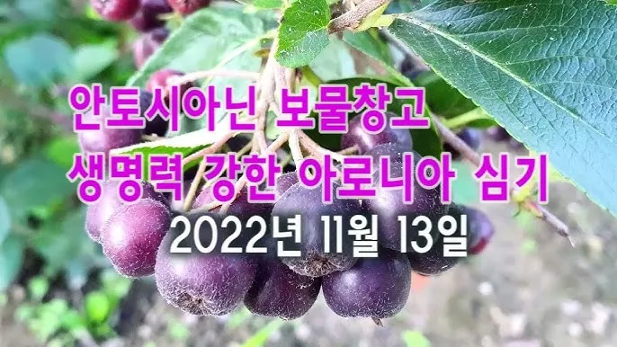 아로니아 효능 칼로리 권장섭취량_9