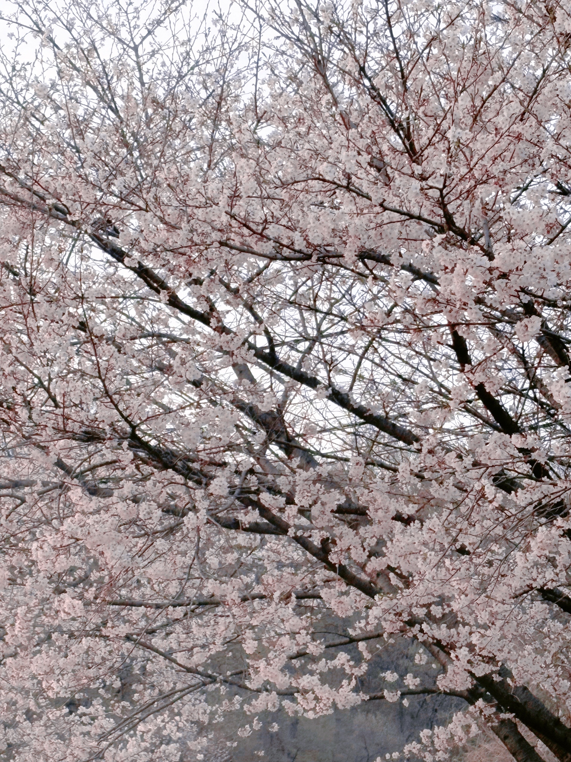 2025 봄철 면역 꿀팁(알레르기,피로회복,영양소)