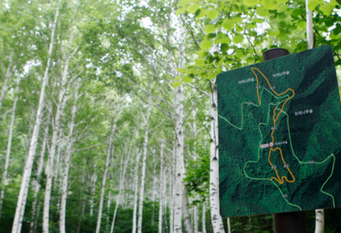 영양 자작나무숲 관련 사진