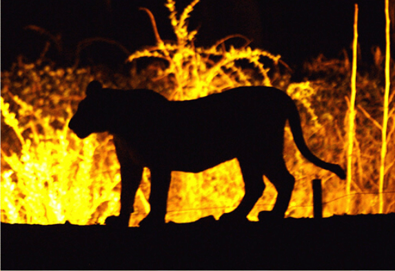 에버랜드할로윈