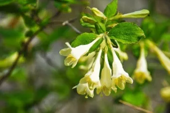 병꽃 무늬병꽃 삼색병꽃 붉은병꽃 아름다운 꽃 종류_15