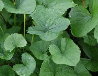 곰취 먹는방법 쌈 무침 장아찌 만드는법 요리 데치는방법_13