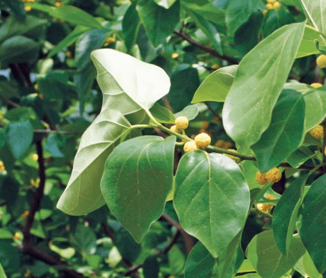 구지뽕의 효능 꾸지뽕 열매의 효능 먹는법