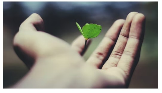 저축성 연금보험