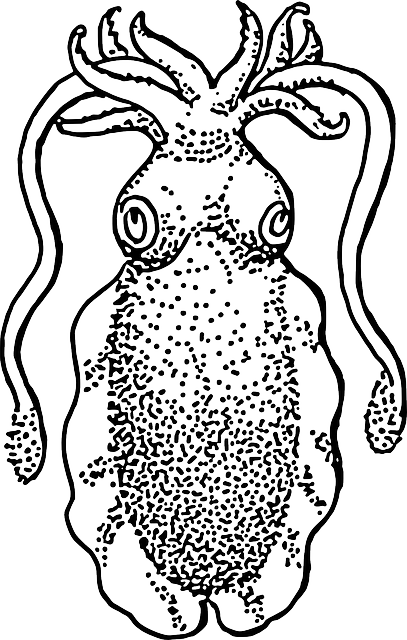 무늬오징어 사진