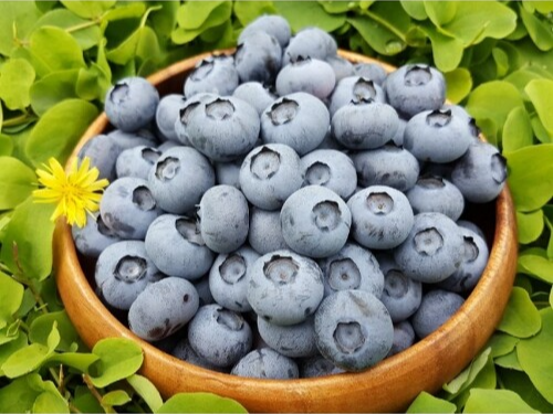 블루베리 효능 부작용