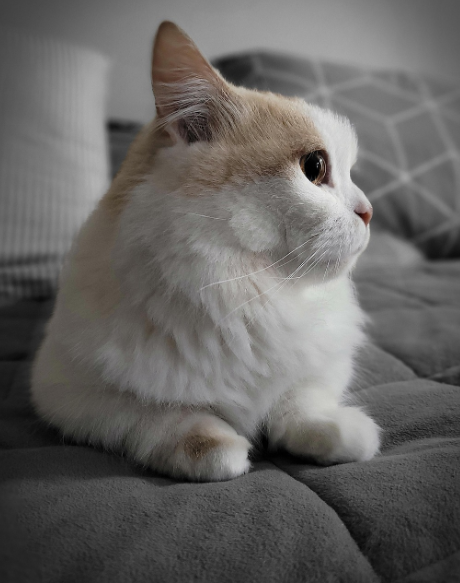 Munchkin