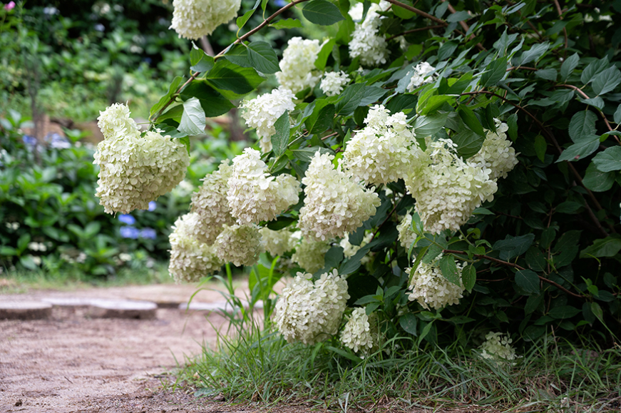 고성 그레이스정원 수국, 상리연꽃공원 여행 후 들르기 딱 좋은 감성 명소