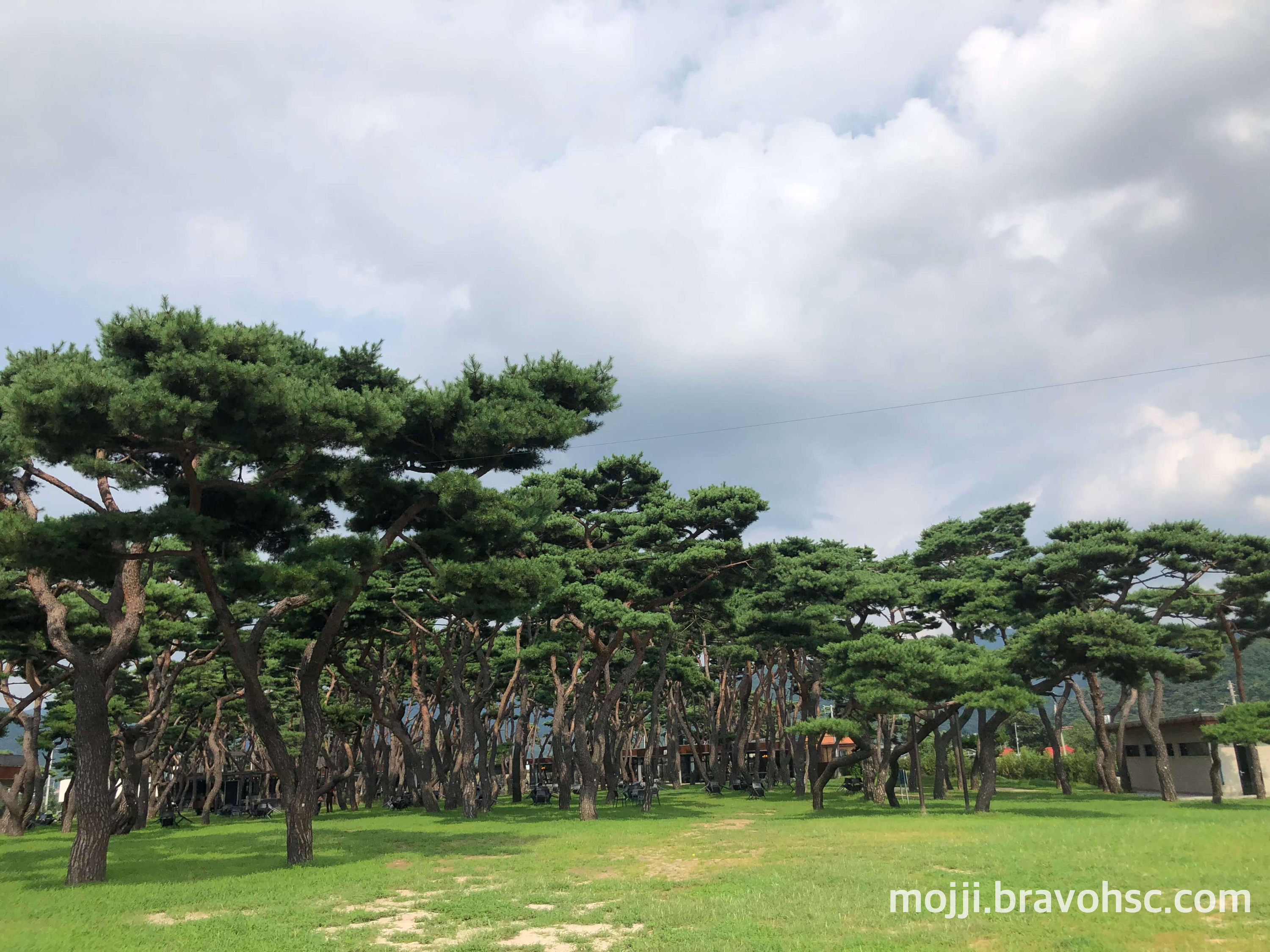 소울 로스터리 소나무 숲