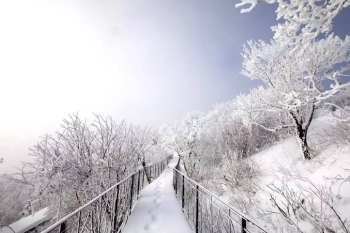 발왕산 케이블카 예약 요금 할인 운행시간