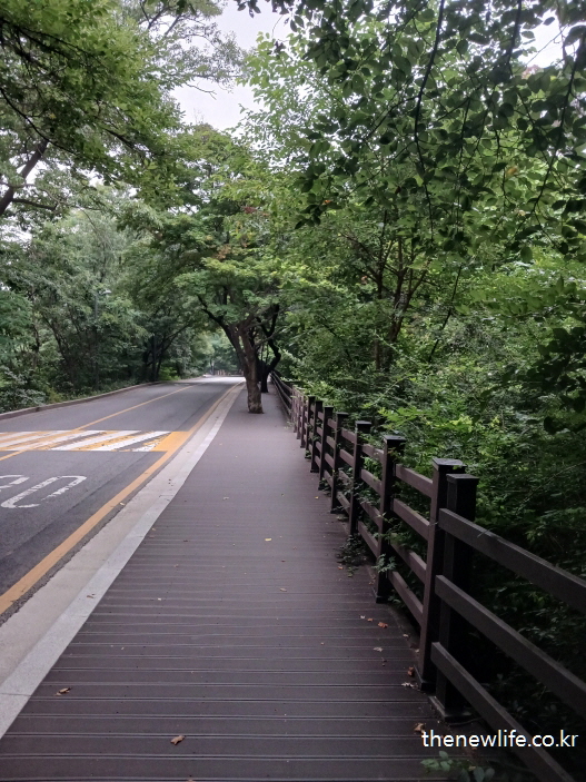 Forest walking path under a canopy of green trees, beside a winding road.-푸른 나뭇잎 아래 울창한 숲속 산책로와 구불구불한 도로가 나란히 이어진 장면.