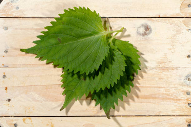 깻잎 효능 12가지와 부작용 및 하루 권장량 보관법 고르는 법