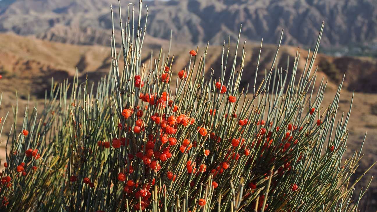Ephedra sinica