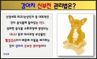 강아지 신부전에 좋은 음식 추천_11