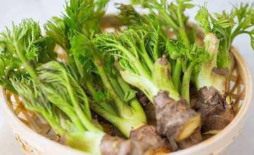 6시내고향-두릅